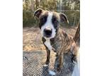 Adopt PAMMI a Pit Bull Terrier, Mixed Breed