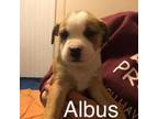 Adopt Albus Dollop Baby 8 Fostered (Breana B) a Pit Bull Terrier