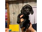 Adopt Prancer a Labrador Retriever