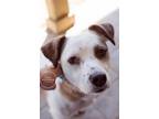 Adopt Jack- Bonded with Faith! a Jack Russell Terrier