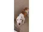 Adopt Yams a Pit Bull Terrier, Mixed Breed