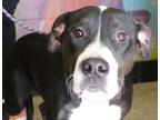 Adopt Toulouse a Pit Bull Terrier