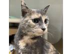 Adopt TOFFEE a Domestic Short Hair