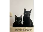 Adopt Dasher and Dancer a Domestic Short Hair