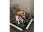 Adopt NORA a Parson Russell Terrier