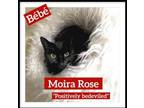 Adopt Moira Rose a Domestic Short Hair