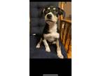 Adopt Dallas - Heather a Mixed Breed