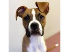 Adopt Knuckles a Boxer