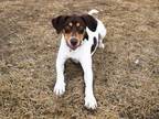 Adopt MILO a German Shorthaired Pointer, Mixed Breed