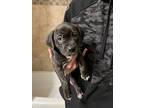 Adopt Boston Terrier Mix- Kai a Boston Terrier, Mixed Breed