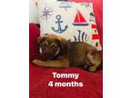 Adopt Tommy a Labrador Retriever