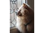 Adopt Tommy Pickles a Chow Chow