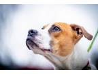 Adopt Hyatt a Boxer, Labrador Retriever