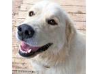 Adopt Nelson in AL - Smart, Loveable Goofball! a Great Pyrenees