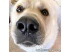 Adopt Fluffers in NY - Gentleman Sweetheart! a Great Pyrenees, Husky