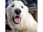 Adopt Poppy in TN - Super Friendly Girl! a Great Pyrenees