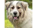 Adopt Romeo in CT - Gentle & Sweet Boy! a Great Pyrenees