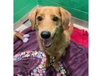 Adopt Copper Aka Toby a Terrier