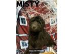 Adopt Misty!!! a Wheaten Terrier, Poodle