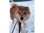 Adopt Sassy a Chow Chow, Mixed Breed