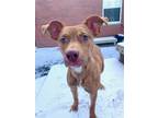 Adopt FLAPJACK a Pit Bull Terrier, Mixed Breed