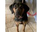 Adopt Reese a Black and Tan Coonhound, Beagle