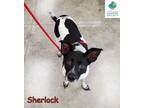 Adopt Sherlock a Australian Cattle Dog / Blue Heeler
