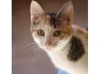 Adopt Frostine a Domestic Short Hair