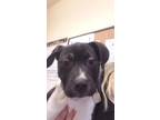 Adopt Baby Dot a Pit Bull Terrier