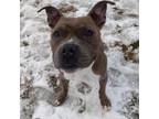Adopt Myers a Pit Bull Terrier