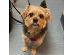 Adopt Louie a Yorkshire Terrier