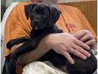 Adopt Box litter a Pit Bull Terrier, Boxer