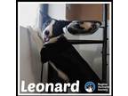 Adopt Leonard* a Border Collie