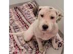Adopt Dobbins a Pit Bull Terrier