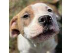 Adopt Wiggles a Boxer, American Staffordshire Terrier