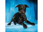 Adopt Maggie a Airedale Terrier, Black Labrador Retriever