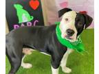 Adopt ODIE a American Staffordshire Terrier, Mixed Breed