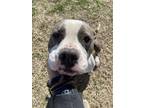 Adopt Hobble Hollie a Pit Bull Terrier