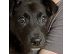 Adopt Maverick a Labrador Retriever