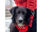 Adopt Hurley a Great Pyrenees, Border Collie