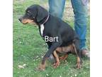 Adopt Bart a Rottweiler, Hound