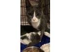 Adopt Ted (with Murray) Polydactl! a Domestic Short Hair