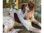 Adopt Lucky Red a Australian Cattle Dog / Blue Heeler, Terrier