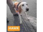 Adopt HAWK a White - with Red, Golden, Orange or Chestnut Foxhound / Basset
