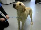 Adopt LEO a Tan/Yellow/Fawn Labrador Retriever / Mixed dog in Fayetteville
