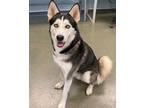 Adopt JACK a Black - with White Husky / Mixed dog in San Antonio, TX (33704572)