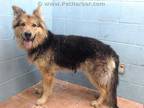 Adopt APPLE a Brown/Chocolate - with Black German Shepherd Dog / Mixed dog in