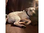 Adopt CHUCKIE FINSTER a White Australian Cattle Dog / Mixed dog in Tacoma