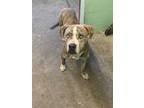 Adopt HANDSOME a Brindle - with White American Pit Bull Terrier / Mixed dog in