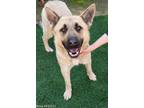 Adopt NOVA a Brown/Chocolate German Shepherd Dog / Mixed dog in Sacramento